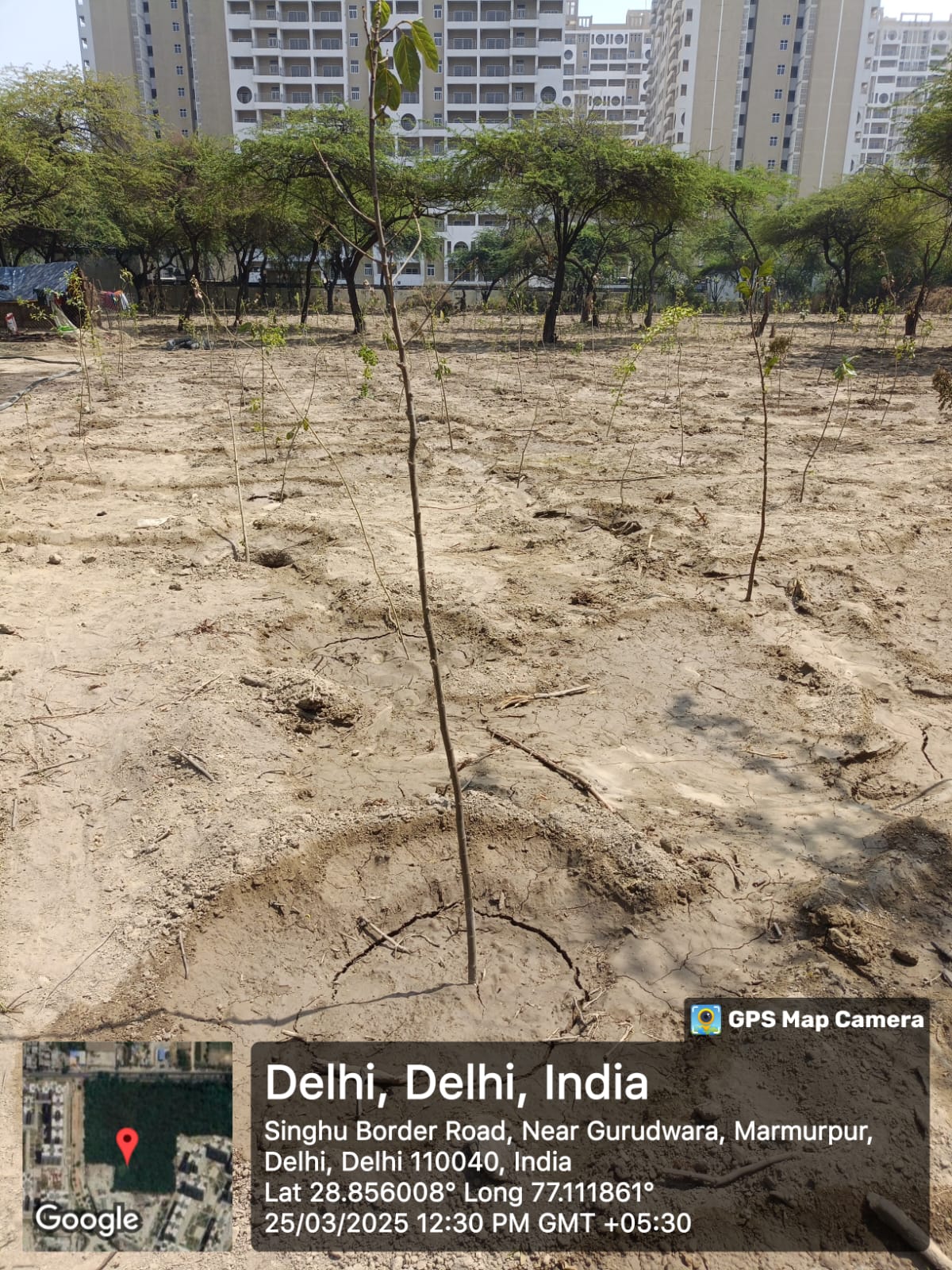 Assisted Natural Regeneration Artificial Regeneration
